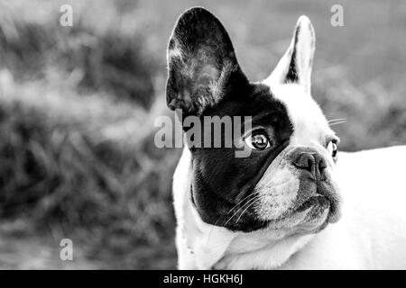 Ritratto in bianco e nero di un bulldog francese Foto Stock