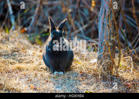 Ritratto di un simpatico coniglio nero seduto su erba in un ambiente naturale Foto Stock