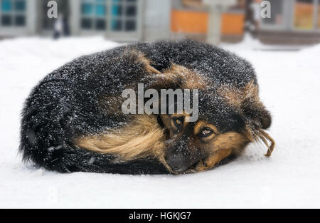 Lonely mix cane di razza il congelamento sulla strada mentre nevicava Foto Stock