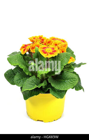 Primrose isolati su sfondo bianco Foto Stock