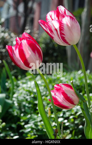 Tre di colore rosso e bianco bi-color tulipani lilft con orgoglio le loro teste in un tempo di primavera garden casella della piantatrice. Foto Stock