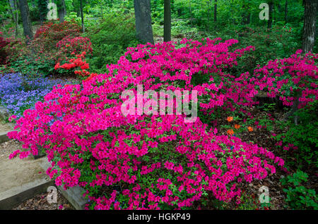 Azalee e altri ombra amare piante fioriscono profusamente nella National Arboretum Azalea collezione. Foto Stock