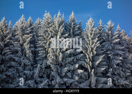 Abeti rossi invernali Foto Stock