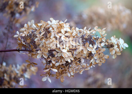 Hydrangea paniculata autunno testa di fiori Foto Stock