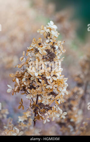 Hydrangea paniculata autunno testa di fiori Foto Stock
