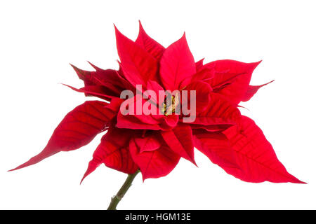 Close-up di alta immagine chiave della vibrante Red Poinsettia brattee/foglie - Euphorbia pulcherrima pianta Foto Stock