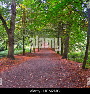 Percorso boschivo in Hampstead Heath, London REGNO UNITO Foto Stock