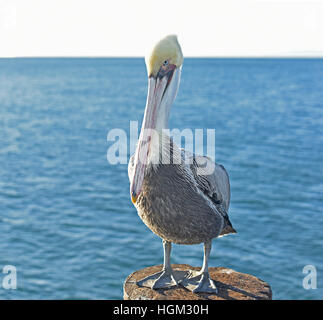 Ritratto di un pellicano marrone (Pelecanus occidentalis) sul molo Palancole Foto Stock