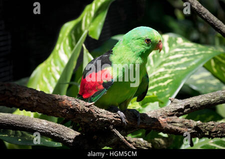 Rosso-winged parrot o aprosmictus erythropterus uccello appollaiato sul ramo di albero Foto Stock