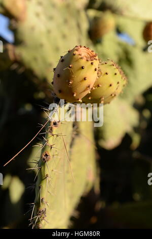 Agosto 17th, 2016 - Costa Rei Fico d'India Foto Stock