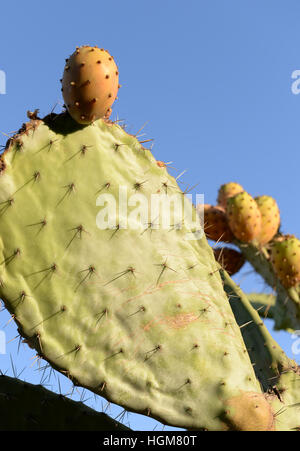 Agosto 17th, 2016 - Costa Rei Fico d'India Foto Stock