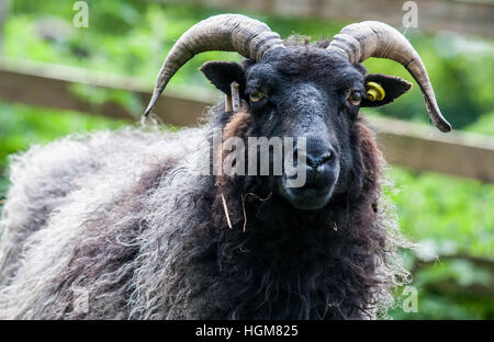 Corno Nero ovini Foto Stock