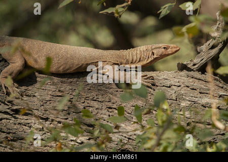 Un Monitor Lizard a Keoladeo Ghana Parco Nazionale,Rajasthan Foto Stock