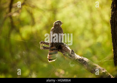 Femmina cuculo Plaintive (Cacomantis merulinus) catture sul ramo in natura Foto Stock