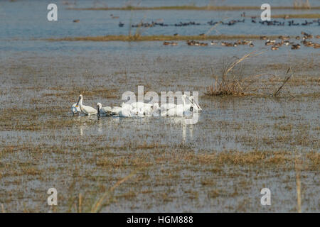 Spatola Stork - Wild Bird sfondo dall India - La natura unica della fauna selvatica Foto Stock