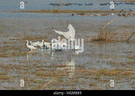 Spatola Stork - Wild Bird sfondo dall India - La natura unica della fauna selvatica Foto Stock