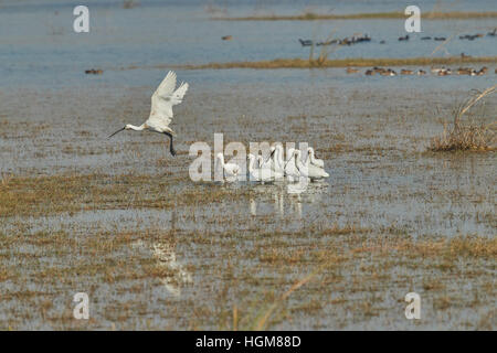 Spatola Stork - Wild Bird sfondo dall India - La natura unica della fauna selvatica Foto Stock