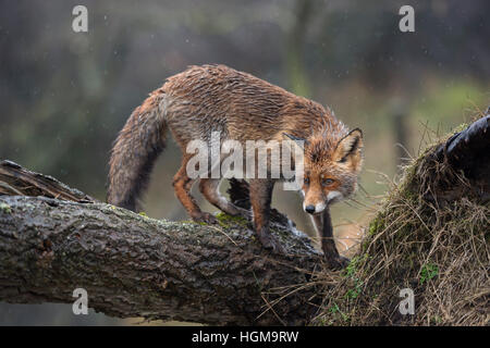 Red Fox / Rotfuchs ( Vulpes vulpes ), arrampicata su un albero caduto tronco, curioso, in un giorno di pioggia, in umido pelliccia d'inverno. Foto Stock