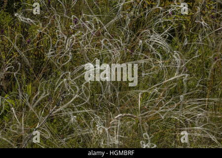 Una piuma di erba, Stipa capillata, dopo la fioritura sulle ripide colline calcaree, Ungheria. Foto Stock