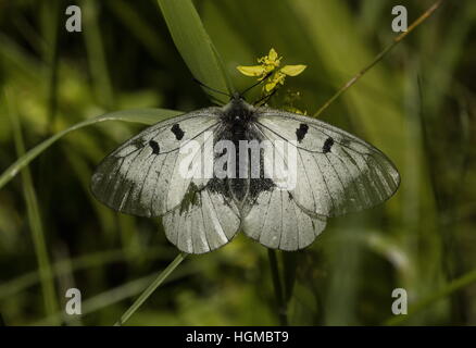 Offuscato Apollo Parnassius mnemosyne, femmina butterfly si stabilirono sulla vegetazione, praterie montane, Ungheria. Foto Stock