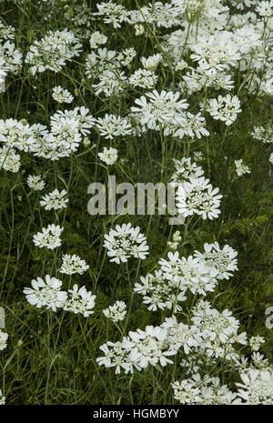 Laceflower bianco, bianco fiore di pizzo, Orlaya grandiflora Foto Stock