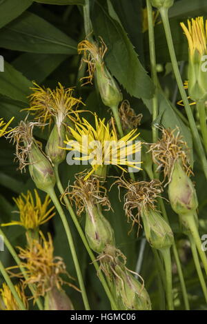 Nero salsefrica o spagnolo salsefrica, scorzonera hispanica, cresciuto come radice commestibili raccolto. Foto Stock