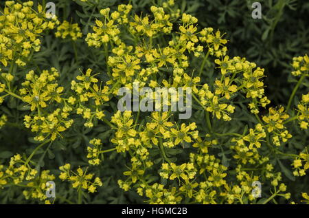 Rue comune o erbe di grazia, ruta graveolens in fiore, come pianta di giardino. Foto Stock