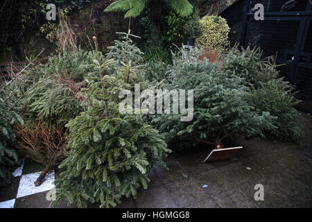 Harringay, Londra, Regno Unito. Xi gen, 2017. Numero di Natale tress disposto nella Comunità giardini, Harringay per il riciclaggio. © Dinendra Haria/Alamy Live News Foto Stock