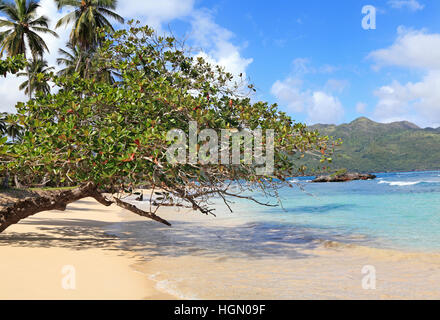 Playa Rincon, spiaggia attrazione nella penisola di Samana, Repubblica Dominicana Foto Stock