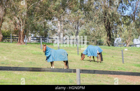 Due Castagni cavalli marrone con blu coperte di inverno in piedi in erba di pascolo scherma nella Valle di Swan, Australia occidentale Foto Stock