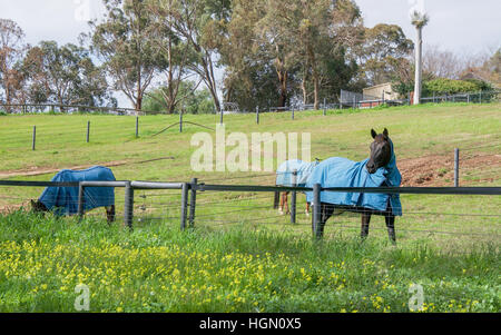 I cavalli in verdi pascoli erbosi con un cavallo nero in piedi vicino alla recinzione in inverno blu coperte di Swan Valley, Australia occidentale Foto Stock