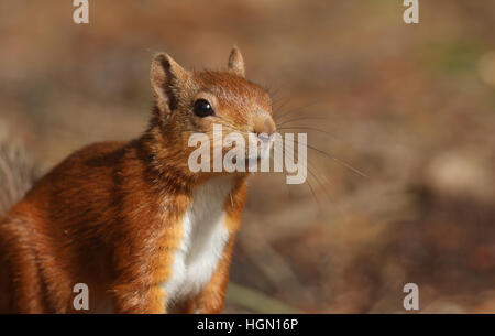 Un curioso Red scoiattolo (Sciurus vulgaris) in cerca di cibo. Foto Stock