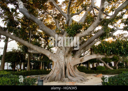 Antico e grande albero, Cadice Andalusia, sud ovest della Spagna Foto Stock