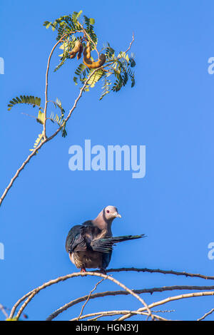 Green imperial pigeon in Uda Walawe national park, Sri Lanka ; specie Ducula aenea famiglia di columbidi Foto Stock