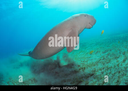 Dugong dugon - imprese di medie mammifero marino dell'ordine Sirenia è nuotare sopra il mare poco profondo e area di erba in Mar Rosso. Foto Stock