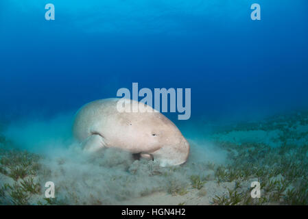 Dugong dugon - imprese di medie mammifero marino dell'ordine Sirenia è la alimentazione in mare poco profondo e area di erba in Mar Rosso. Foto Stock