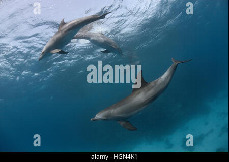 Un gruppo di wild Indo-Pacifico Delfino tursiope (Tursiops aduncus) sta giocando nella parte anteriore della fotocamera subacquea Foto Stock