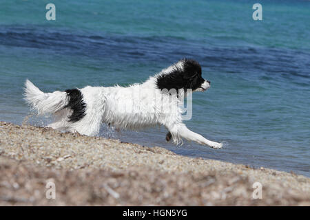 Cane Landseer / adulti in esecuzione sulla spiaggia spiagge di sabbia del mare in estate sole caldo vacanze vacanze profilo Foto Stock