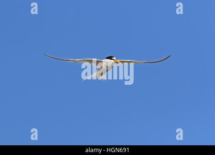 Fraticello (Sternula albifrons albifrons) adulto in volo Eccles-on-Sea, Norfolk Luglio Foto Stock