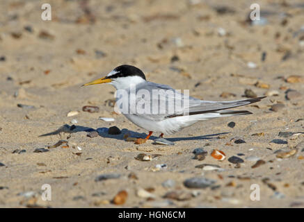 Fraticello (Sternula albifrons albifrons) adulto permanente sulla spiaggia sabbiosa Eccles-on-Sea, Norfolk Agosto Foto Stock