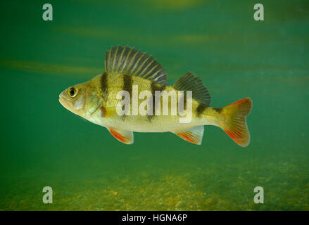 Pesce persico - Perca fluviatilis Foto Stock
