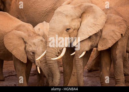 Un branco di elefanti a un waterhole in Addo Elephant National Park, Sud Africa. Foto Stock