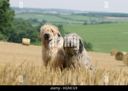 Cane Catalan Sheepdog / Gos d'atura català due adulti (grigio, fawn ) seduto su una faccia del campo Foto Stock