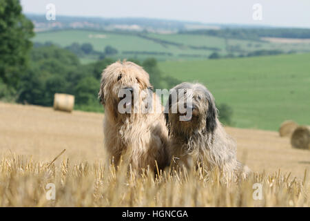 Cane Catalan Sheepdog / Gos d'atura català due adulti (grigio, fawn ) seduto su una faccia del campo Foto Stock