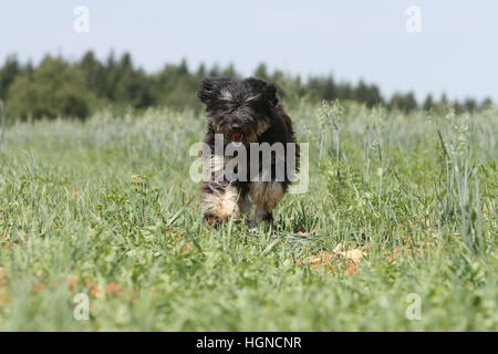 Cane Catalan Sheepdog / Gos d'atura català adulto nero in esecuzione in un prato Foto Stock