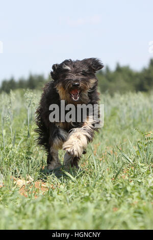 Cane Catalan Sheepdog / Gos d'atura català adulto nero in esecuzione in un prato Foto Stock