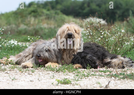 Cane Catalan Sheepdog / Gos d'atura català due adulti ( nero e grigio fulvo ) giacente in colori diversi, Foto Stock