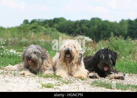 Cane Catalan Sheepdog / Gos d'atura català due adulti ( nero e grigio fulvo ) giacente in colori diversi, Foto Stock