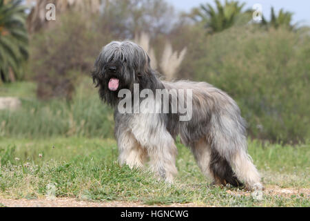 Cane Catalan Sheepdog / Gos d'atura català adulto permanente grigio Foto Stock