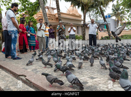 Piccione rituale di alimentazione in corrispondenza di Shri Dharmanath tempio Jain, Mattancherry, Kochin (Cochin, India Foto Stock